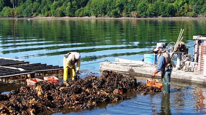 aquaculture picture 2.jpg